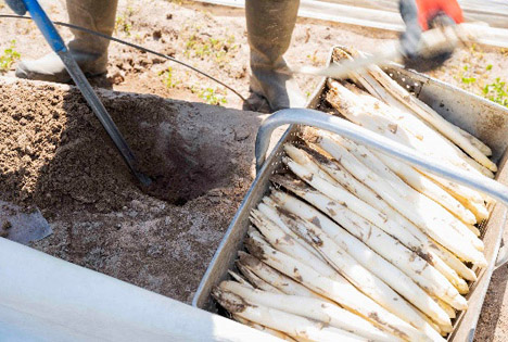 Die Spargelernte im "Gemüsegarten Pfalz" steht kurz bevor ‹ Fruchtportal